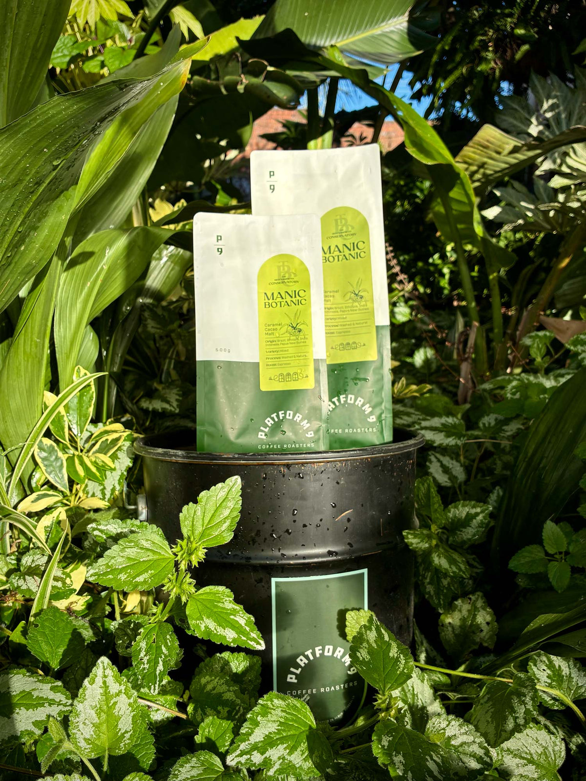 Two bags of The Conservatory Blend Coffee Beans displayed on a black bucket surrounded by lush green plants.